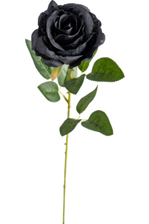 Черна роза, Куку МагЪзин