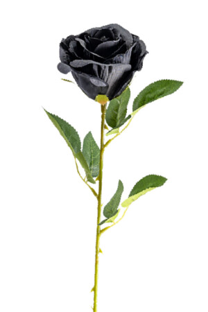 Черна роза, Куку МагЪзин