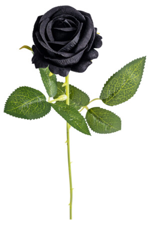 Черна роза, Куку МагЪзин