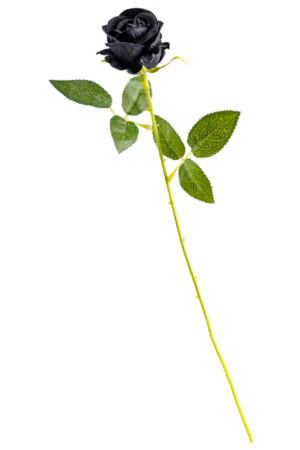 Черна роза, Куку МагЪзин