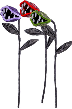 Месоядно растение, Куку МагЪзин