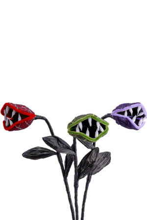 Месоядно растение, Куку МагЪзин