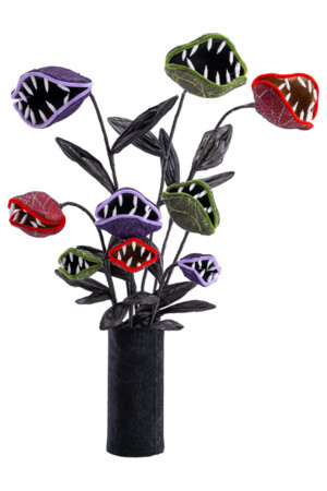 Месоядно растение, Куку МагЪзин