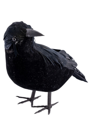 Гарван, Куку МагЪзин