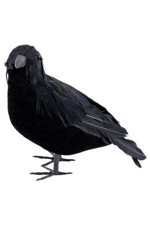 Гарван, Куку МагЪзин