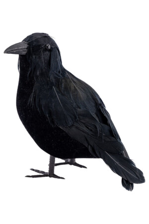 Гарван, Куку МагЪзин