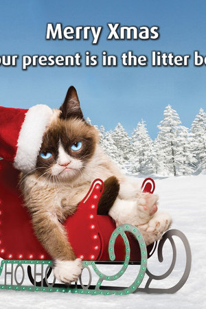 Merry Xmas - Your present is in the litter box